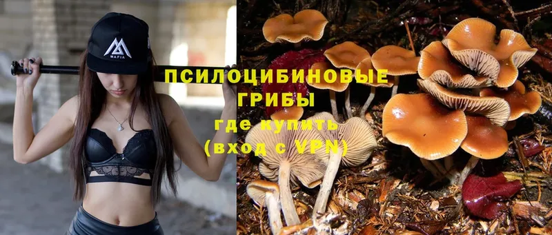 Галлюциногенные грибы Psilocybe  Пермь 